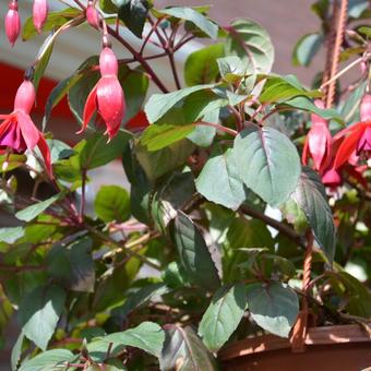 Fuchsia 'Kokarde'