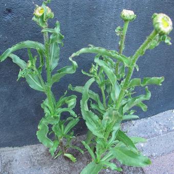 Leucanthemum x superbum 'Victorian Secret'