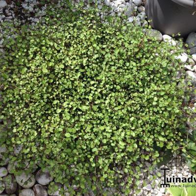 Muehlenbeckia - Muehlenbeckia axillaris