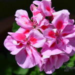 Pelargonium x hortorum 'Caroline' - Geranium