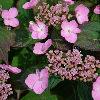 Hydrangea  serrata  'Spreading Beauty'