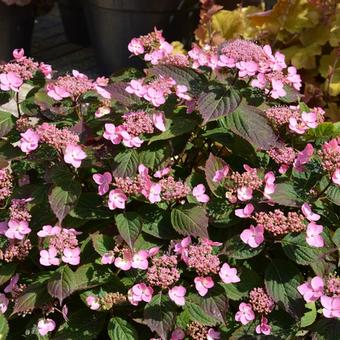 Hydrangea  serrata  'Spreading Beauty'