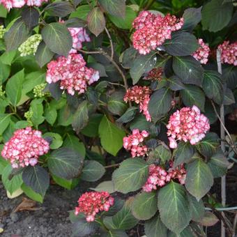 Hydrangea macrophylla 'Ripple'