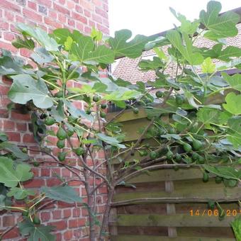 Ficus carica 'Ice Crystal'