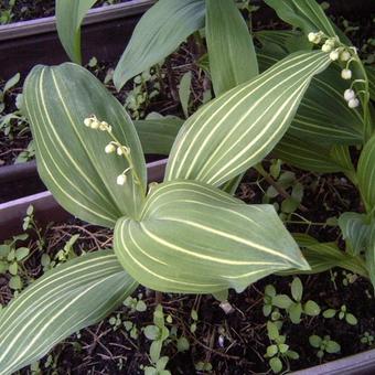 Convallaria majalis 'Albostriata'