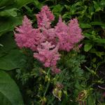 Astilbe x arendsii 'Bressingham Beauty'  - Pluimspirea