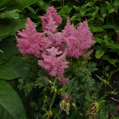 Pluimspirea - Astilbe x arendsii 'Bressingham Beauty' 