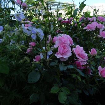 Rosa 'Bonica'