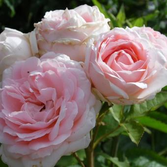 Rosa 'Bjorn Boy'