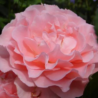 Rosa 'L'aimant'