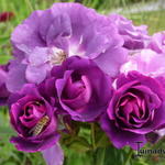 Rosa 'Rhapsody in Blue' - Roos