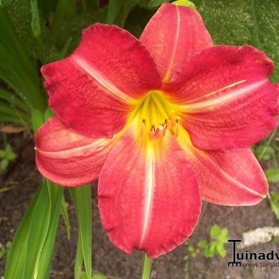 Daglelie - Hemerocallis 'Red Rum'