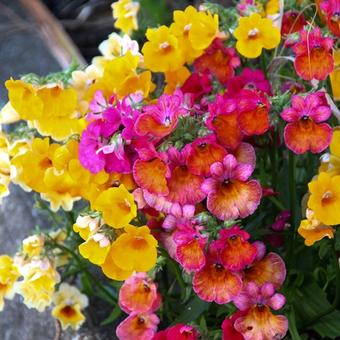 Nemesia 'Grandinette'