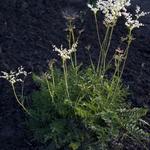 Filipendula vulgaris - Knolspirea - Filipendula vulgaris