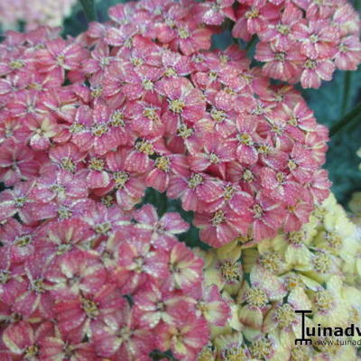 Duizendblad - Achillea millefolium 'Apfelblüte'