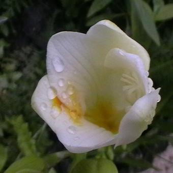 Freesia