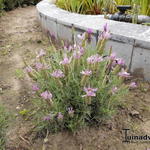 Lavandula Stoechas 'Sancho Panza' - Kuiflavendel / vlinderlavendel / Franse lavendel