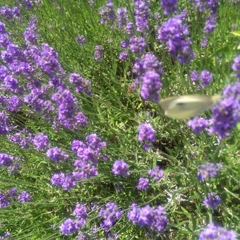 Lavandula angustifolia