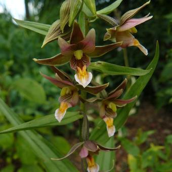 Epipactis 'Sabine'