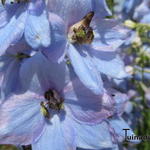 Delphinium 'MAGIC FOUNTAIN'  - Ridderspoor