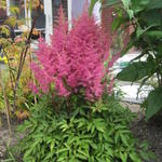 Astilbe 'Fireberry' - Pluimspirea