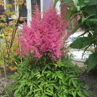 Astilbe 'Fireberry'