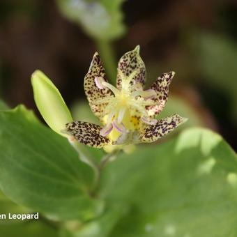 Tricyrtis 'Golden Leopard'