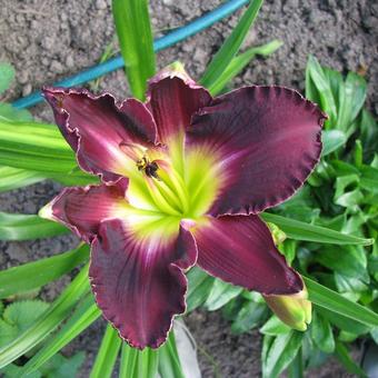 Hemerocallis (roze/purper var.)