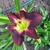 Hemerocallis (roze/purper var.)