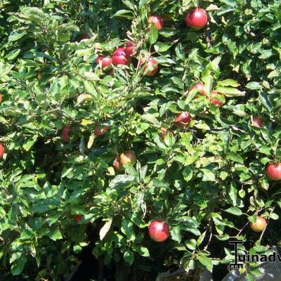 Appel - Malus domestica 'Elstar'