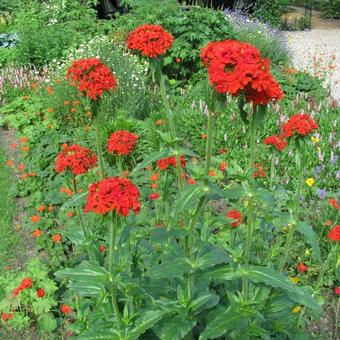 Lychnis chalcedonica