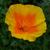 Eschscholzia californica