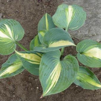 Hosta 'Grand Marquee'