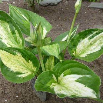 Hosta 'Midnight at the Oasis'