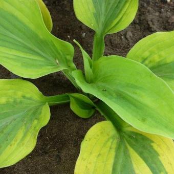 Hosta 'Goodness Gracious'