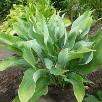 Hosta 'Salute'