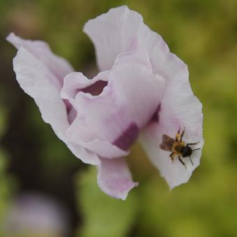 Papaver somniferum