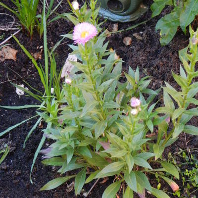 Fijnstraal - Erigeron 'Rosa Juwel'