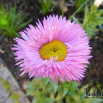 Erigeron - Fijnstraal