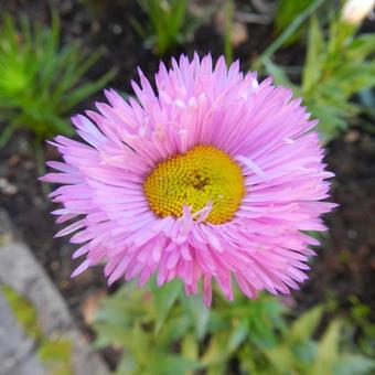 Erigeron