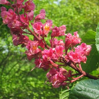 Aesculus x Carnea