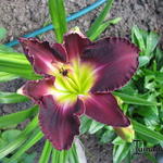 Hemerocallis  'Shaka Zulu' - Daglelie