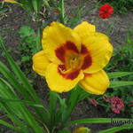 Hemerocallis  'Black Eyed Susan' - Daglelie