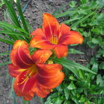 Hemerocallis 'Outrageous' - Daglelie