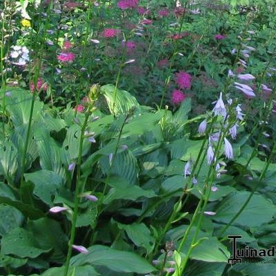 Hartlelie - Hosta Fortunei 'Hyacinthina'