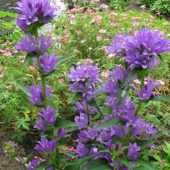 Campanula glomerata 'Speciosa'