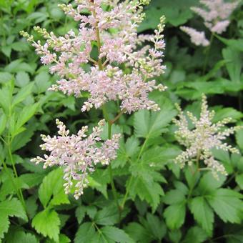 Astilbe x arendsii 'Walkure'