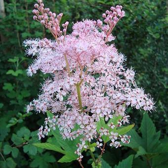 Filipendula rubra 'Venusta'