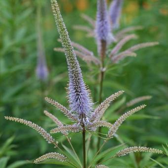 Veronicastrum virginicum 'Fascination'