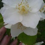 Philadelphus 'Bouquet Blanc' - Boerenjasmijn - Philadelphus 'Bouquet Blanc'